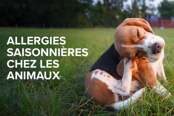 Un chien se grattant l'oreille, entouré de fleurs épanouies.