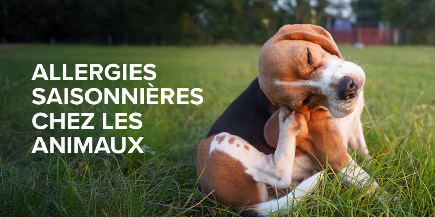 Un chien se grattant l'oreille, entouré de fleurs épanouies.