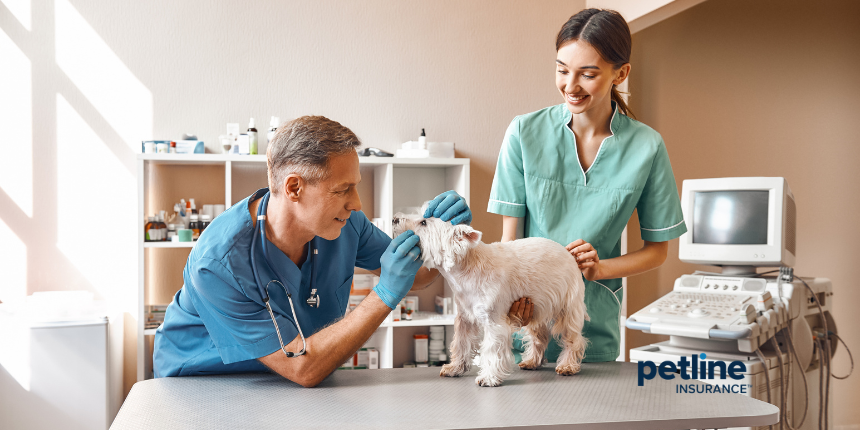 A veterinarian and an assistant examine a small white dog on a clinical table in a bright medical office. An ultrasound machine and medical supplies are visible in the background, with the Petline Insurance logo in the bottom right corner.