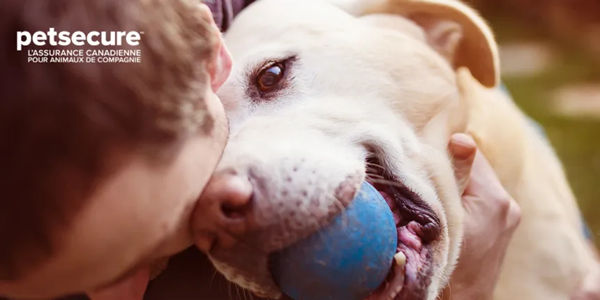 Photo Petsecure d'un chien et de son maître