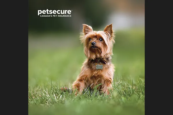 petsecure dog