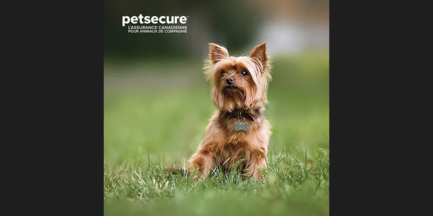 petsecure chien