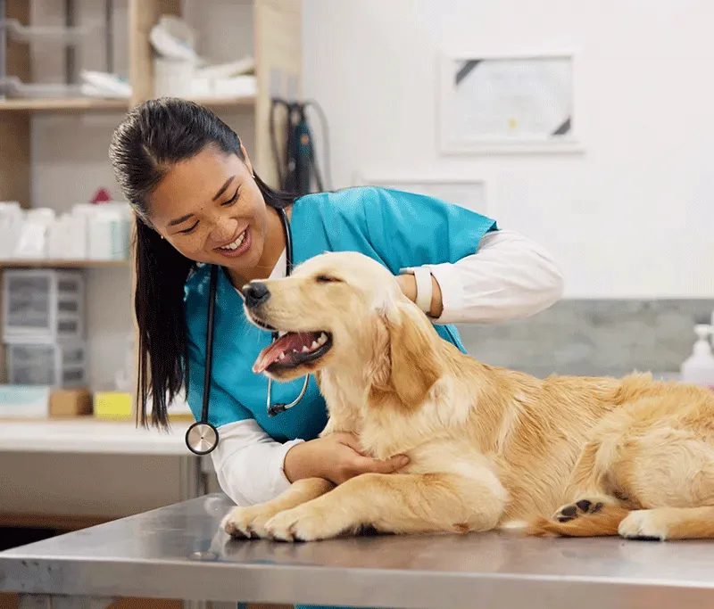 Photograph of a veterinarian or veterinary technician smiling warmly in blue scrubs with a stethoscope around her neck as she gently examines and pets a golden retriever dog resting on a metal examination table.