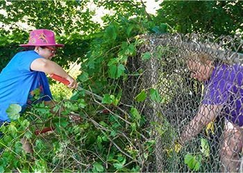 Photograph of two volunteers gardening along a chain-link fence. On the left, a volunteer in a bright pink hat and blue shirt uses shears to trim overgrown vines. On the right, another volunteer in a purple shirt works to clear foliage from the fence.